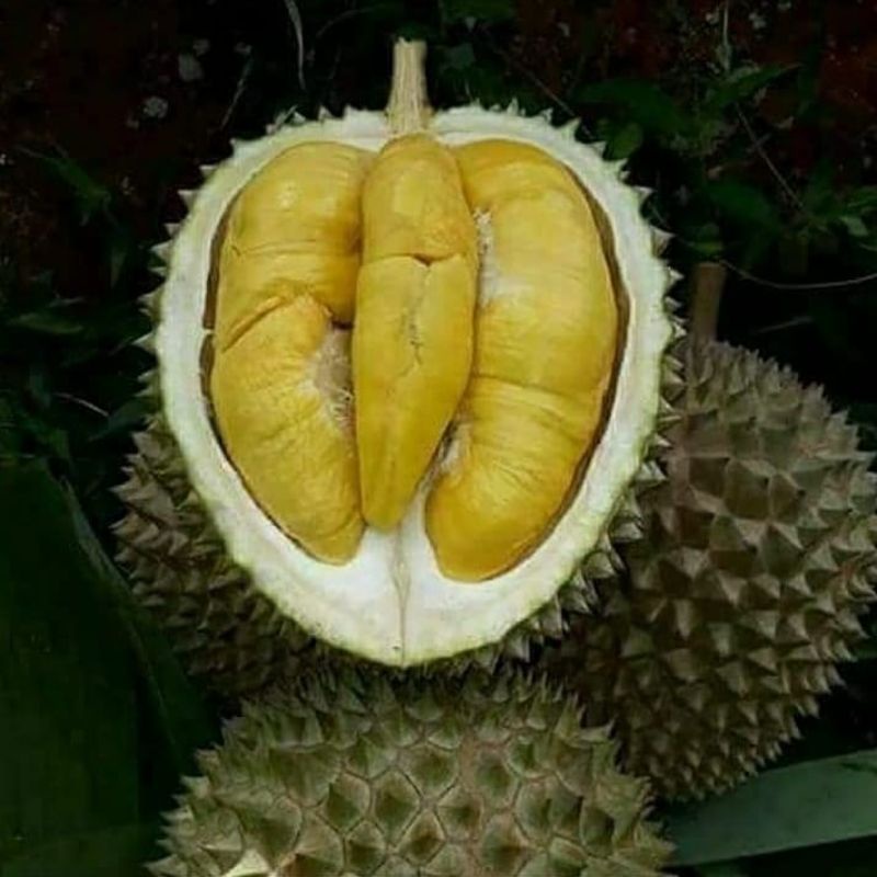 bibit durian musangking kaki 3 hasil okulasi
