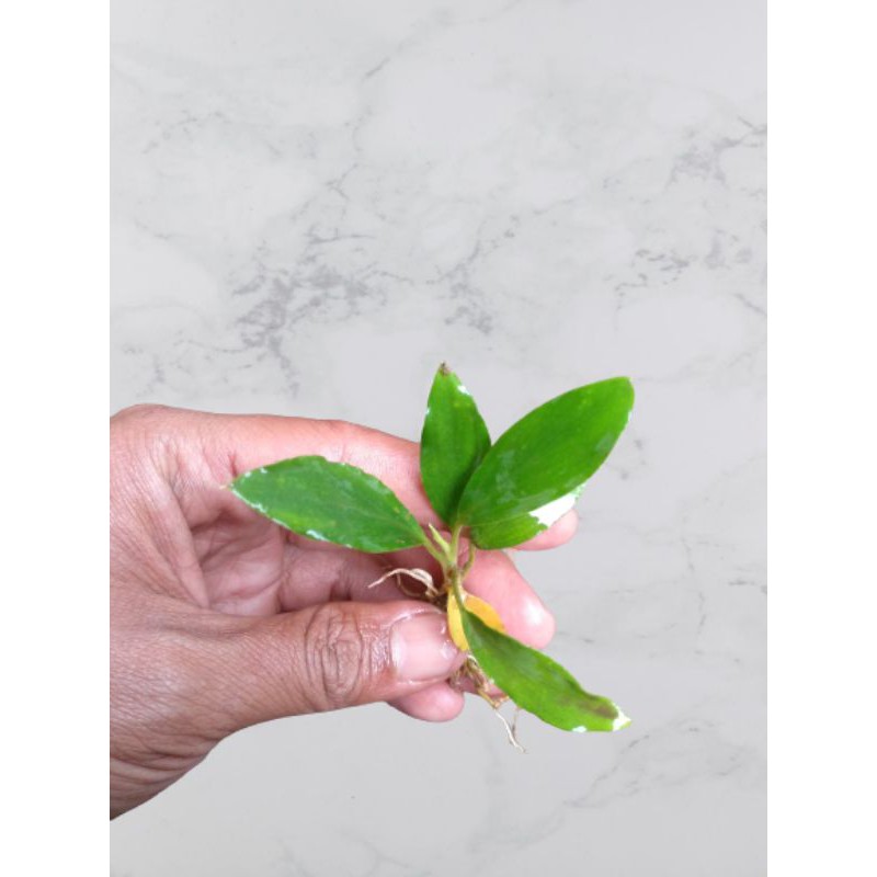  Anubias  sp  tanaman air aquascape Shopee Indonesia