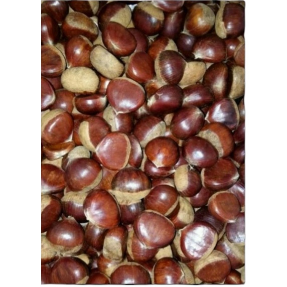 

Kacang chesnut Fresh / Kacang Chesnut Import / 1 Kg