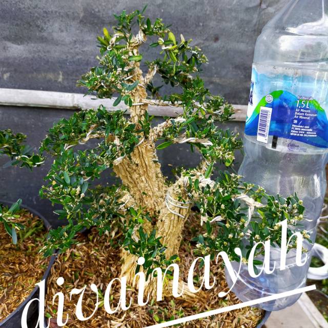 Tanaman hias bonsai boxus besar