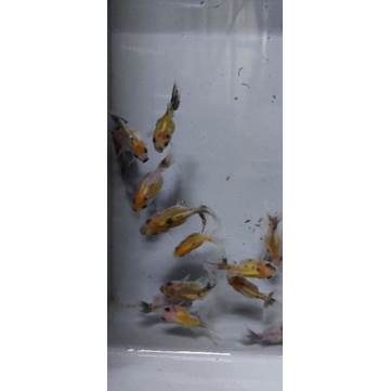 Mas Koki Oranda Panca Warna 2-4Cm