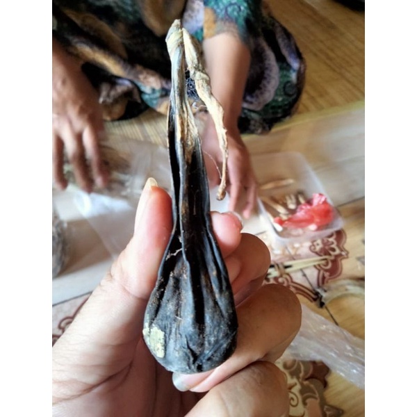 EMPEDU BERUANG HUTAN ASLI 100%√ KALIMANTAN TENGAH