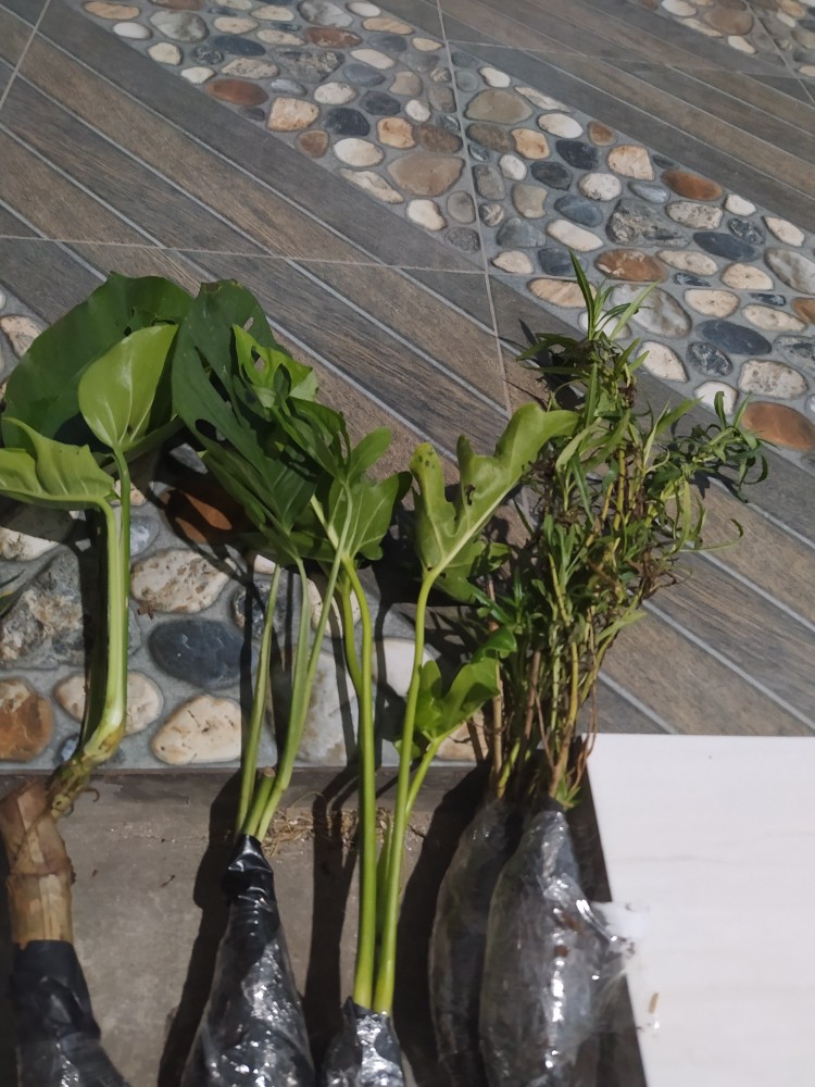 Tanaman Hias Lavender