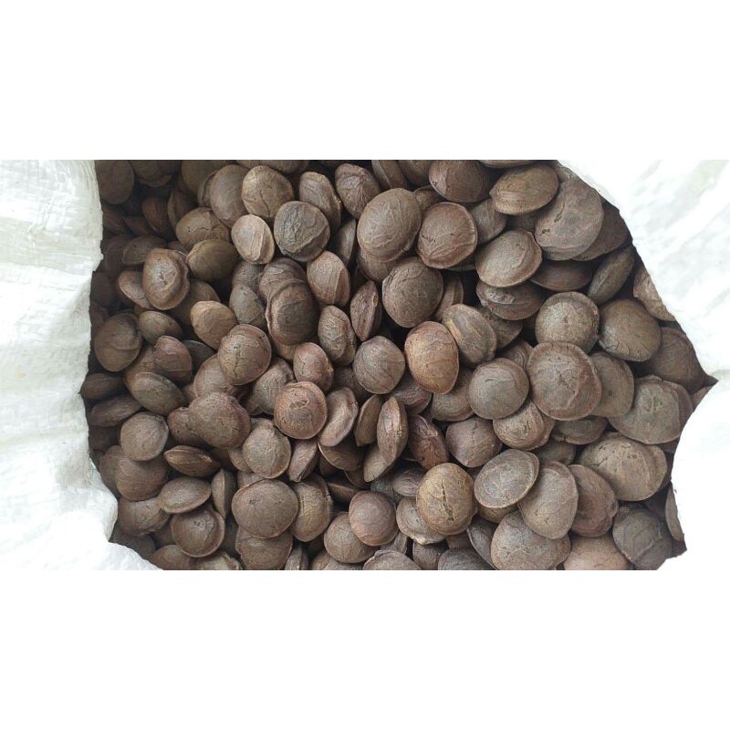 Benih sacha inchi 20 Buah Siap tanam