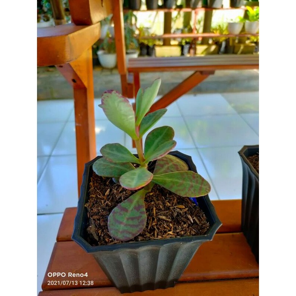 kaktus jenis sukulen