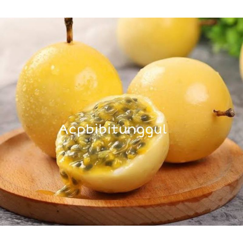 Bibit Markisa Kuning super manis