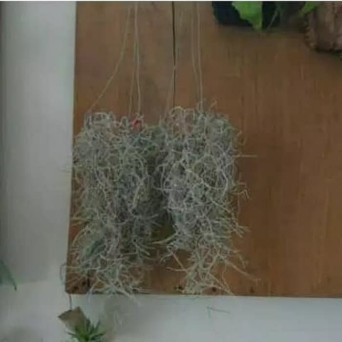 PROMO jenggot Musa nabi tilandsia tanaman hias bunga hias