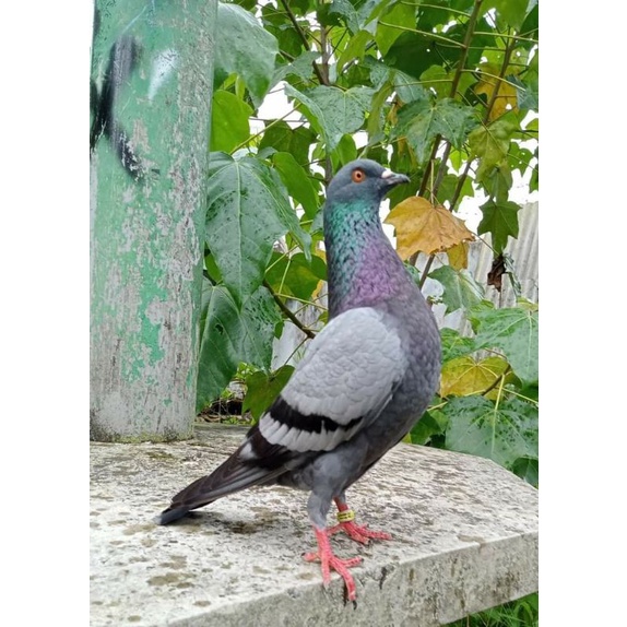 merpati trah (hidup)