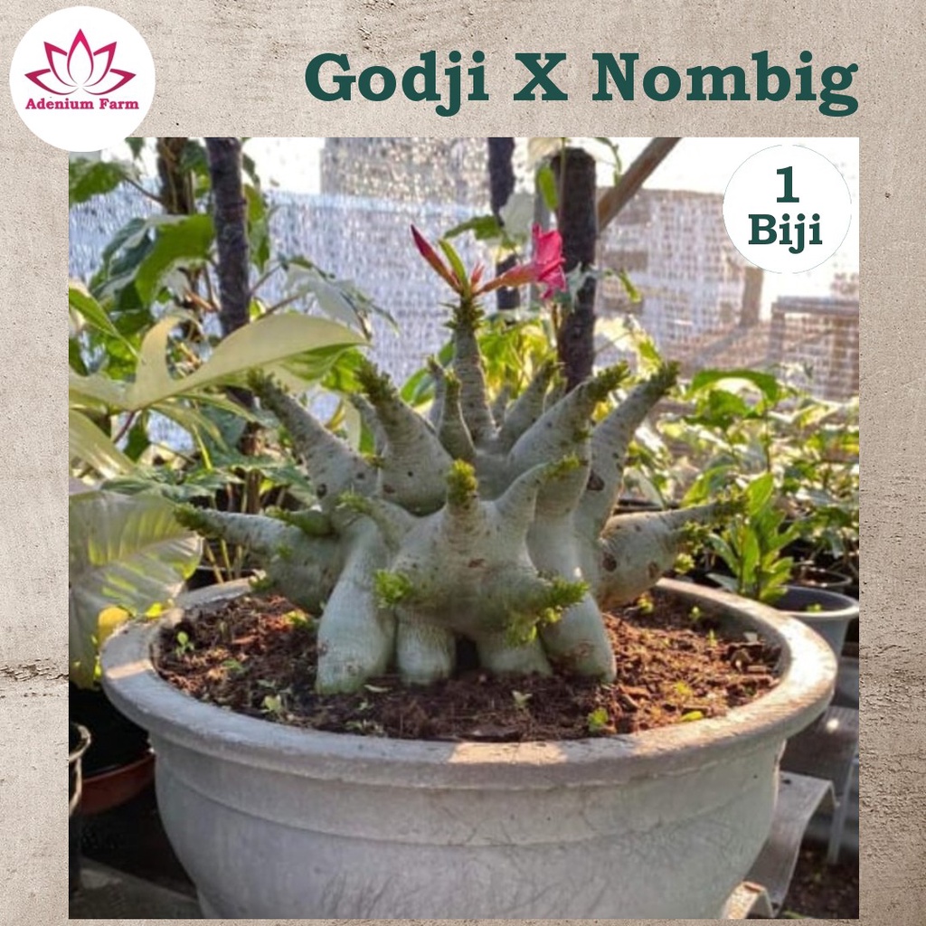Benih Biji Bibit Adenium Arabikum Hibrid GODJI X NOMBIG