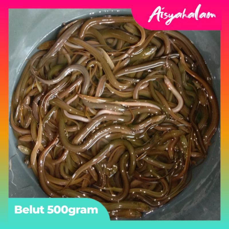 

[500GRAM] TERMURAH BELUT SAWAH HIDUP HASIL TANGKAPAN ALAM