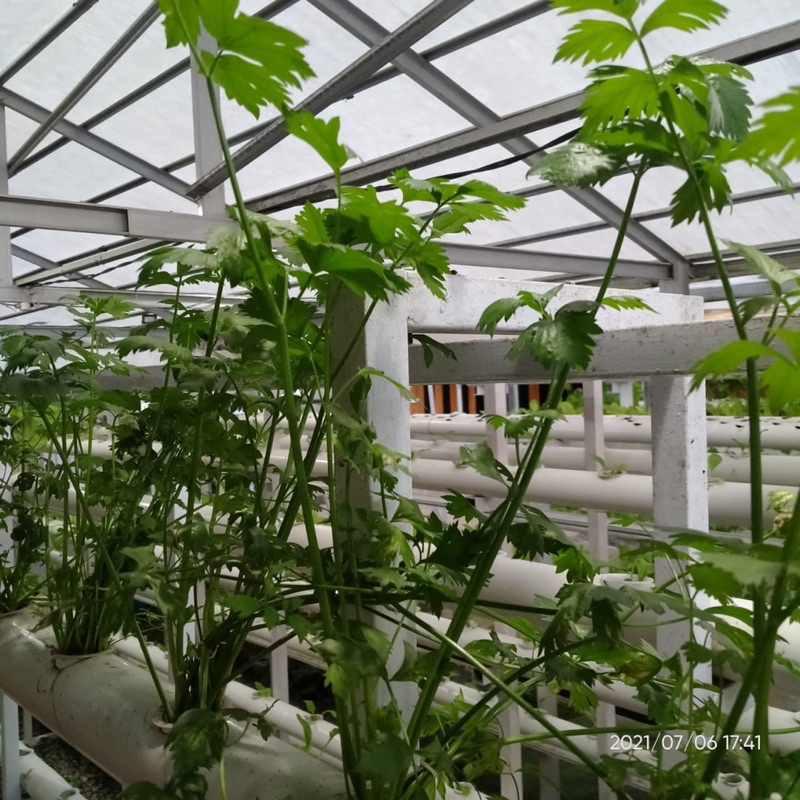 

seledri/sayuran fresh/sayuran hidroponik