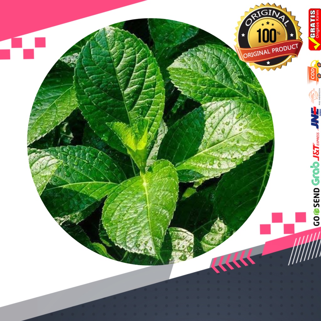 

Daun keji beling obat herbal