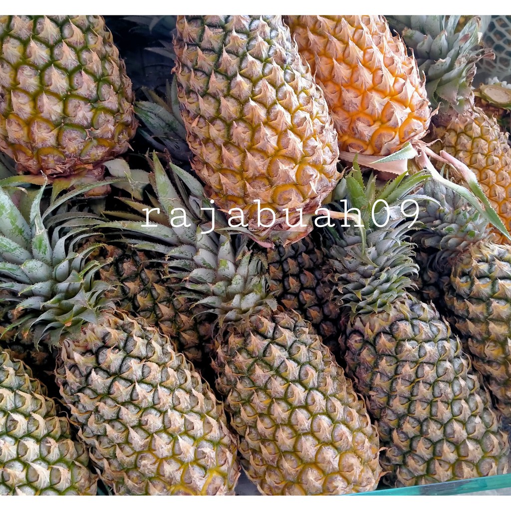 

Nanas Palembang 1 Buah Berat 1 Kg+