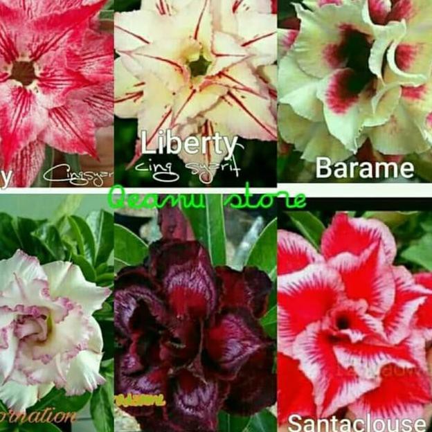 

New Paket 6 Bibit Bunga Adenium - Koja Jepang •0E8