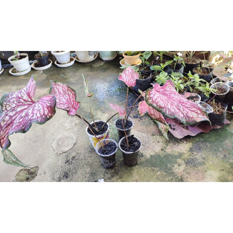 keladi worton caladium worton calladium worthon