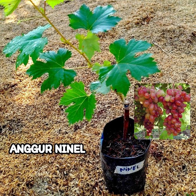 Bibit Anggur Ninel Bibit Tanaman Buah Anggur Import Ninel Grafting