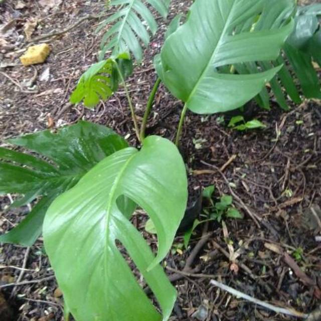 bibit tanaman hias monstera ekor naga/tanaman hias monstera ekor naga