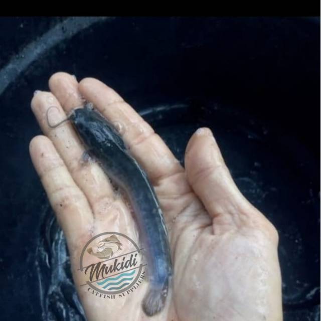 Bibit ikan lele sangkuriang size 9-10 cm