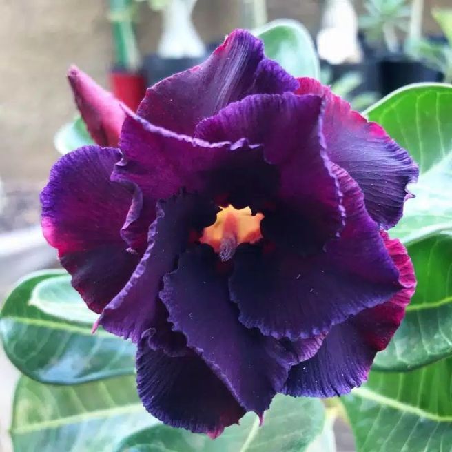 tanaman hias adenium bunga tumpuk lovers/bunga obesum/Kamboja jepang - Hijau