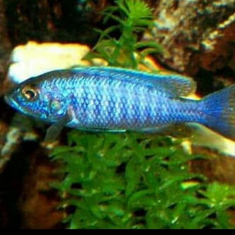 Ikan Hias Cichlid Lambordi Lombardoi Aquarium Aquascape