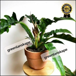 Caladium Hybrid Monstruosum Plant Colector Shopee Indonesia