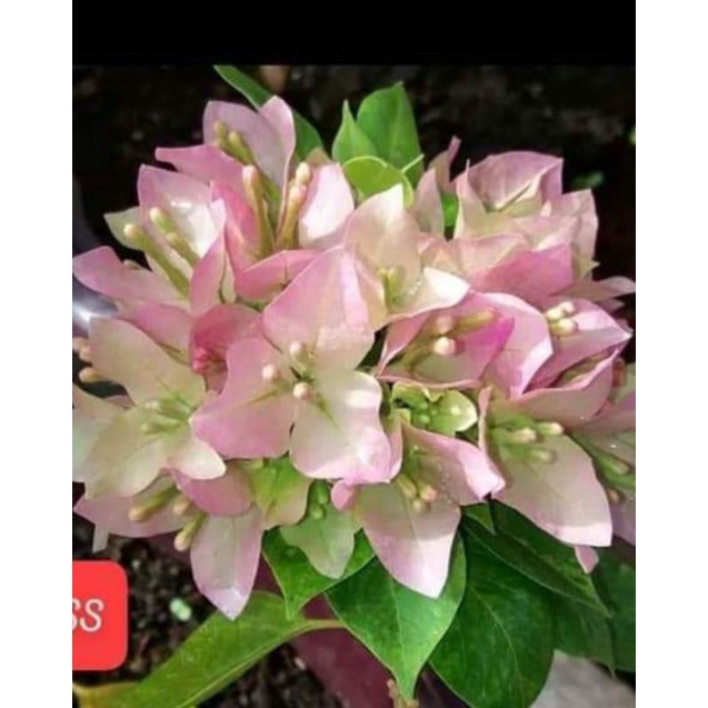 Bougenville/Bugenvil Singapore Soft Pink