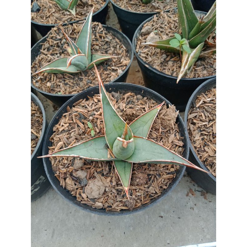 Sensivera Pinguiculata