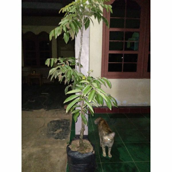 BIBIT TANAMAN KELENGKENG MATALADA TINGGI 1 METER