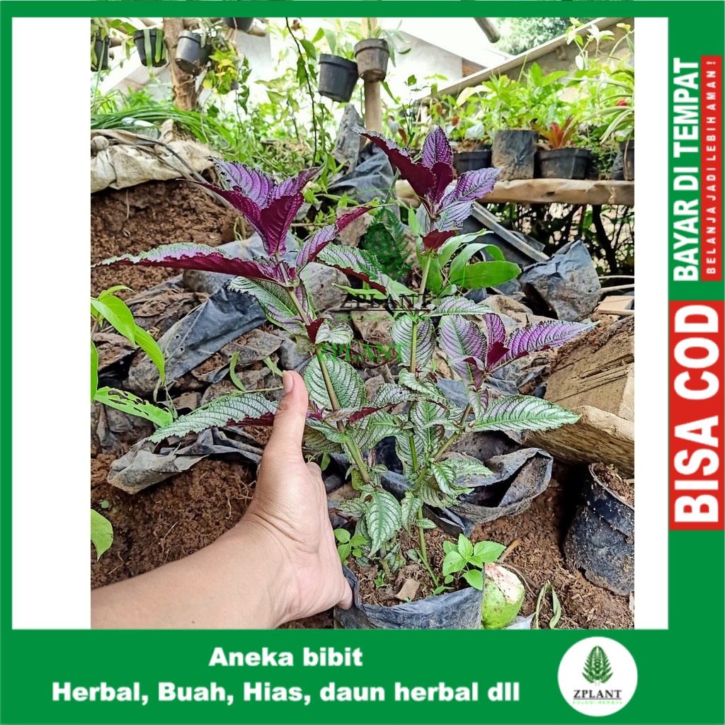 Bibit Tanaman Keji Beling Ungu Bibit Tanaman Daun Pecah Beling Ungu Pohon Keji Beling