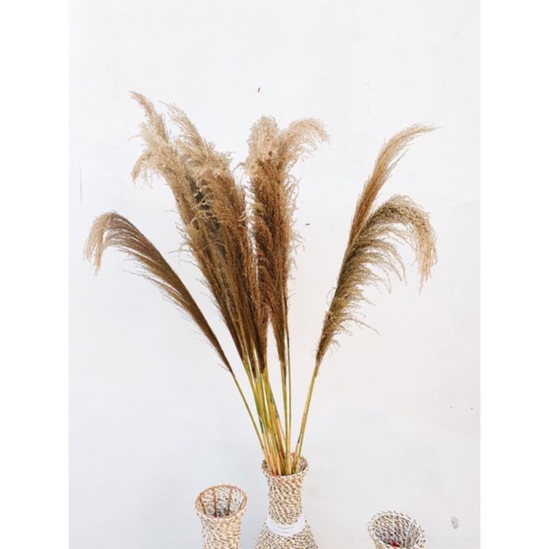Pampas Bulu / Bunga Pampas / Bunga Kering