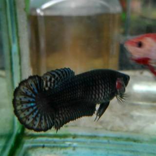 75+ Gambar Ikan Cupang Hias Betina Terbaik