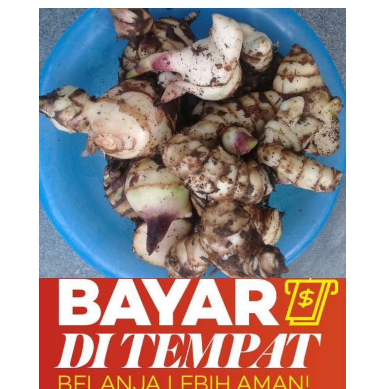 

Umbi ganyong segar 1 kg murah