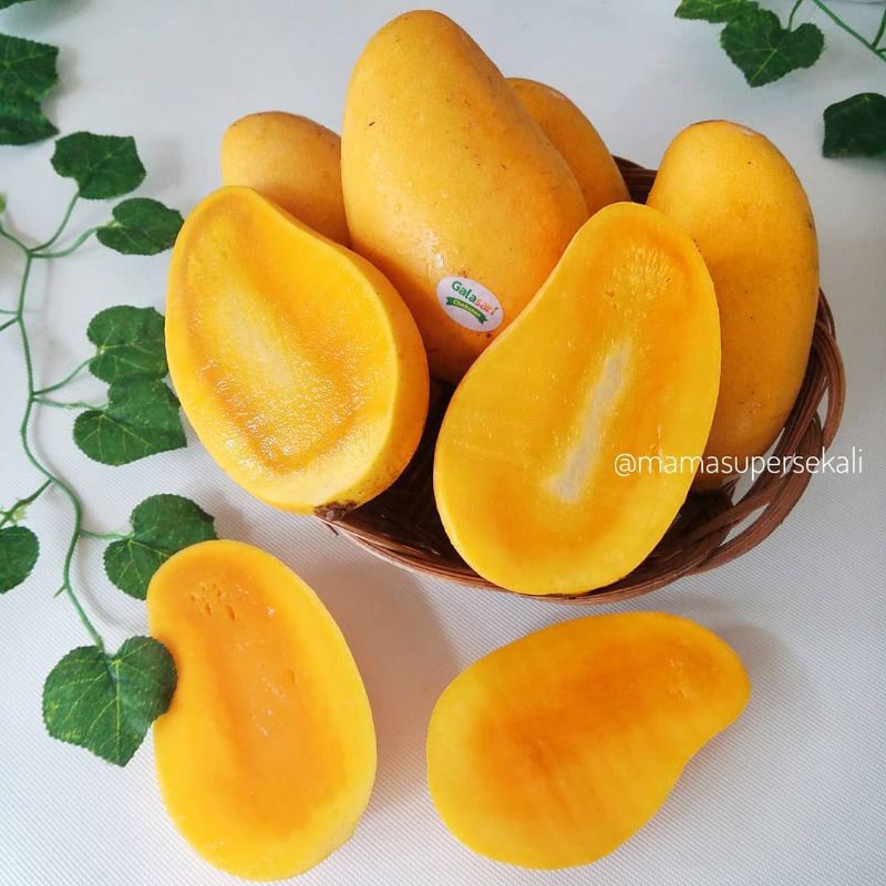 BIBIT MANGGA CHOKANAN