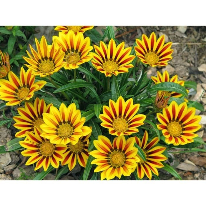 Haira Seed BIbit-Biji Bunga Gazania Pive Tesino