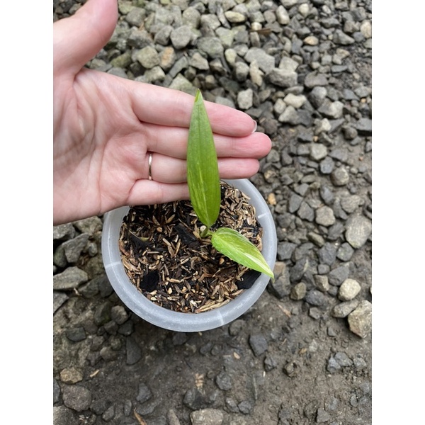 Epipremnum Amplisimum Variegata