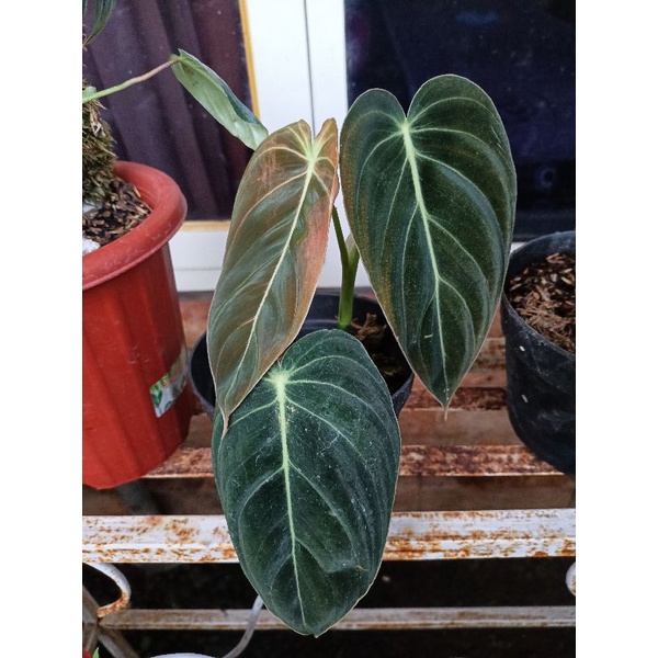 philodendron melanochrysum / melano