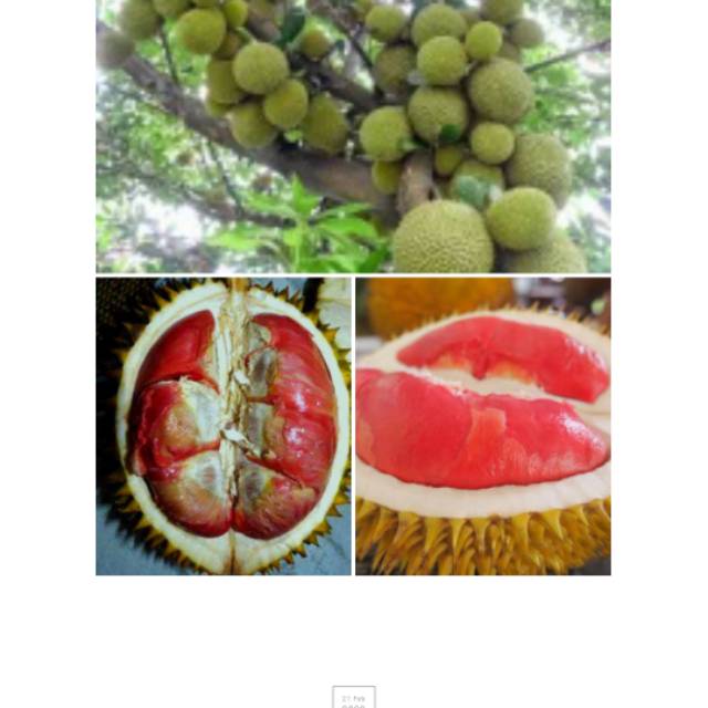 Bibit durian merah banyuwangi