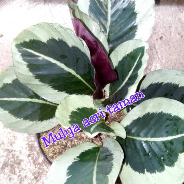 Tanaman hias calathea marion/calathea marion unik
