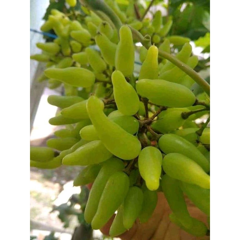 Bibit Anggur Import Banana
