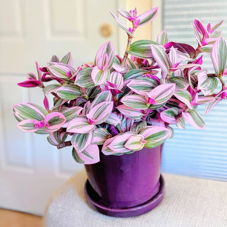 Tanaman hias tradescantia nanouk pink ungu JUMBO Ukuran D 5 cabang | Jenis tanaman hias yang cocok d