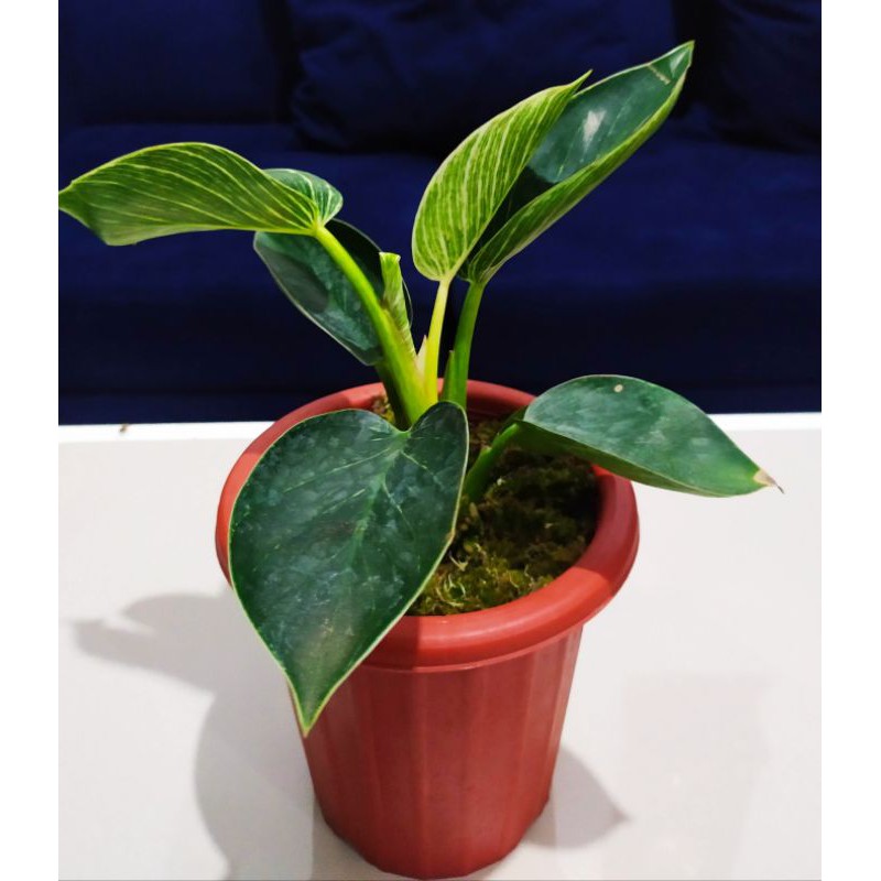 philodendron birkin