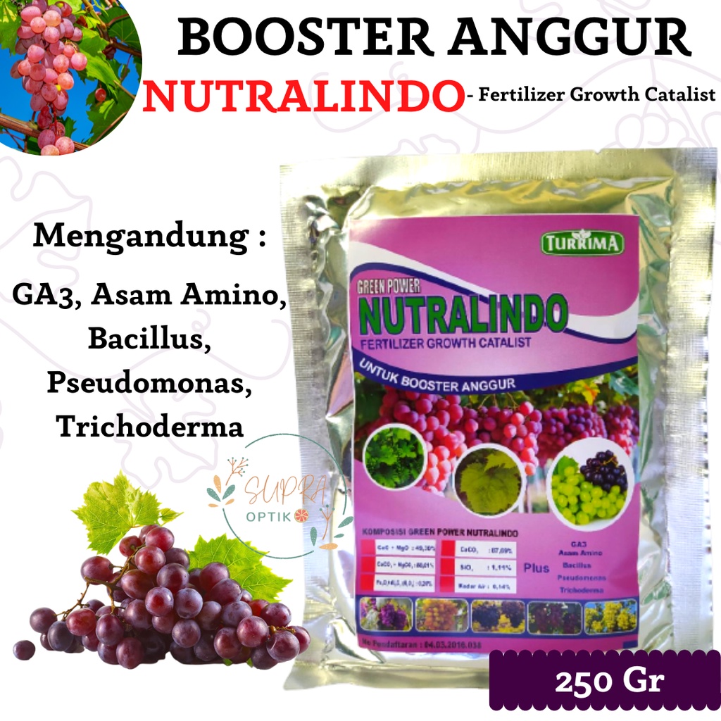 Pupuk Anggur Cepat Berbuah, Pupuk Buah Anggur Lebat, Booster Buah Anggur Buah Tumbuh Besar