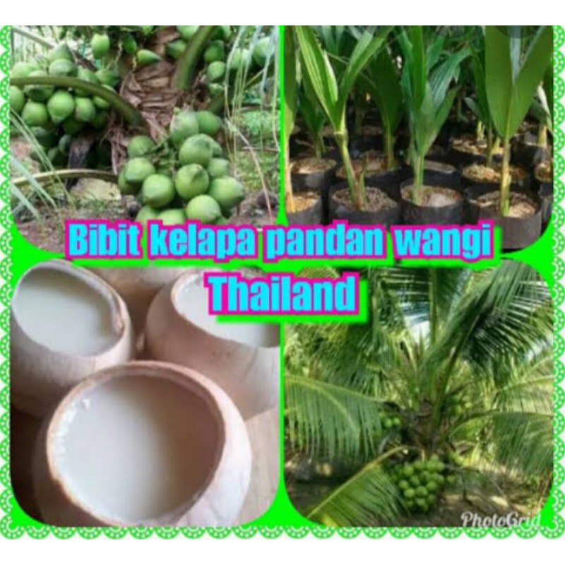 BIBIT BUAH KELAPA PANDAN WANGI/TANAMAN KELAPA PANDAN WANGI