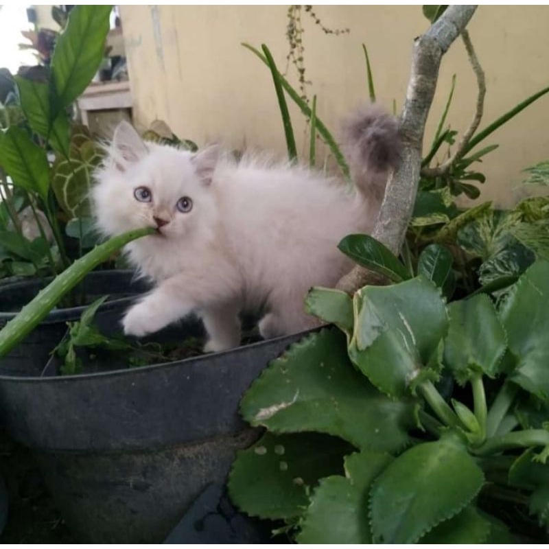 Kucing Kitten Himalaya