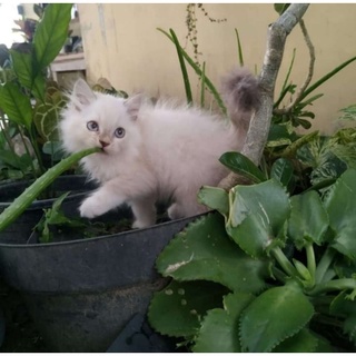 Kucing Persia Kitten Flatnose Longhair Bulu Kapas Bigbone  Shopee 