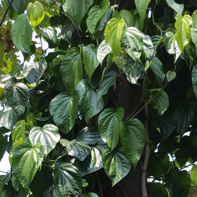 

Daun sirih organik petik langsung dari pohon sendiri