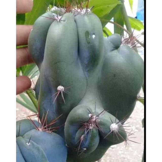 TERMURAH Cereus forbesii monstrose (belum akar)