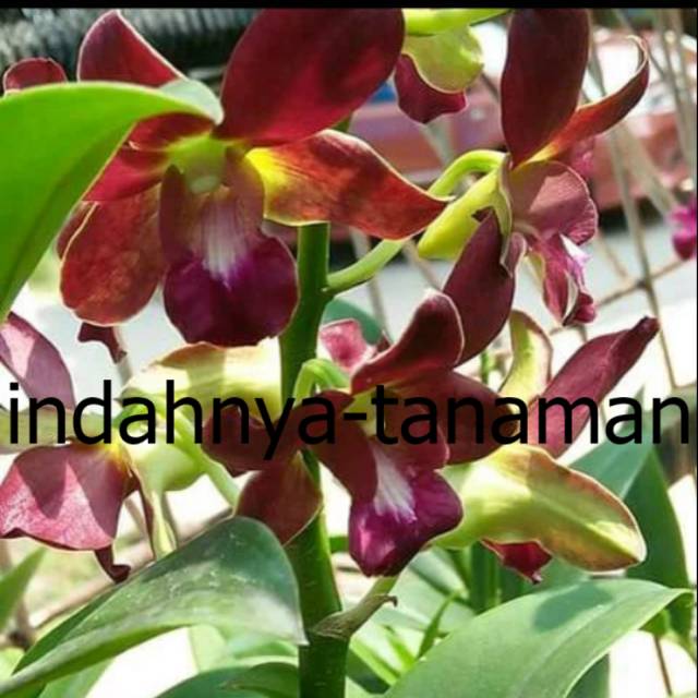 NEW Anggrek dendrobium bertachong