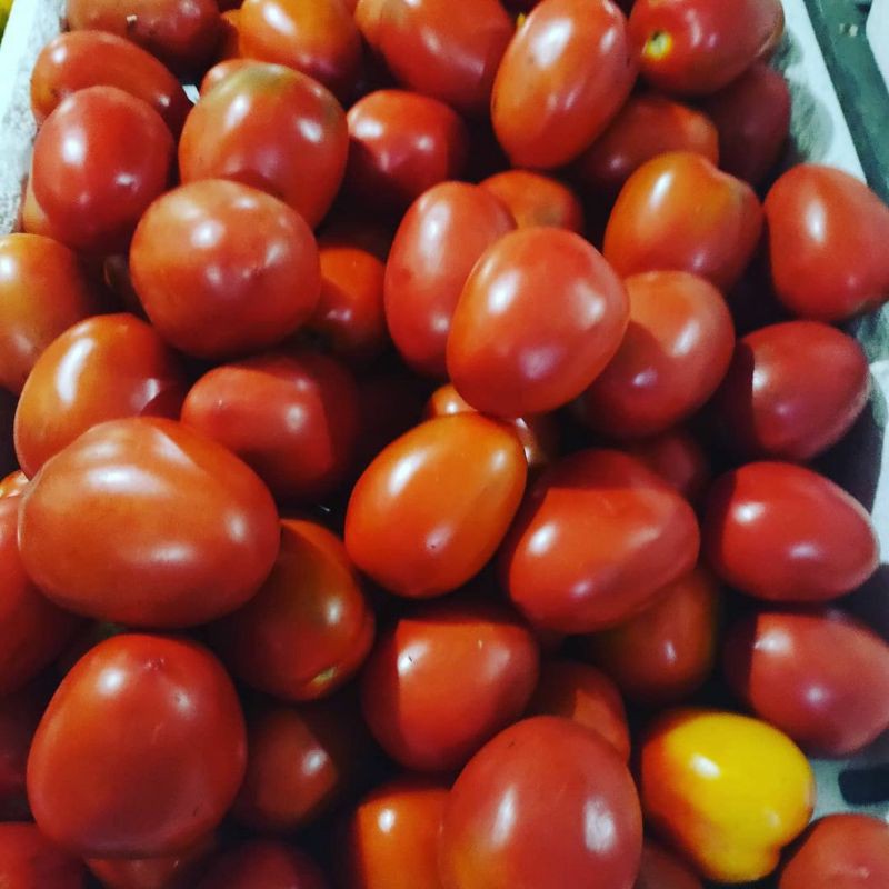 

Tomat buah