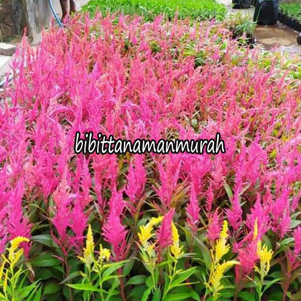 BIBIT BUNGA CELUSIA BELI 5 GRATIS 1